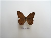 藏品(深山黛眼蝶)的圖片